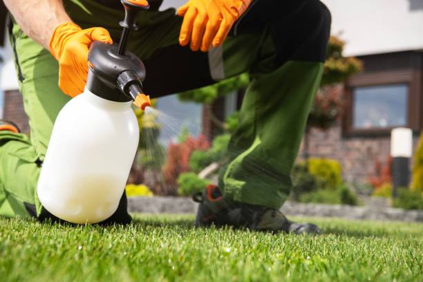 Best Termite Control Services  in Plainview, TX