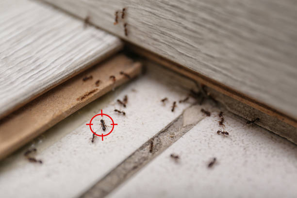 Insect Control in Plainview, TX