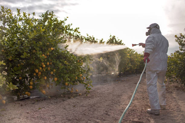 Best Bed Bug Extermination  in Plainview, TX
